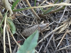 Conorhynchus nigrivittis