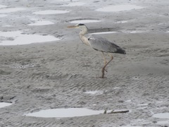 Ardea cinerea