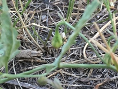 Conorhynchus nigrivittis