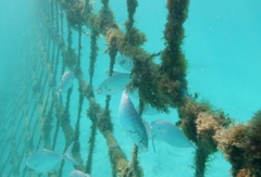Pseudocaranx