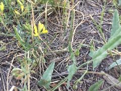 Conorhynchus nigrivittis