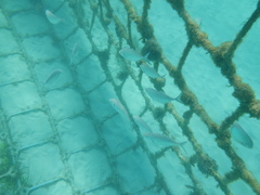 Pseudocaranx
