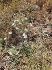 Exoacantha heterophylla