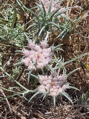 Exoacantha heterophylla