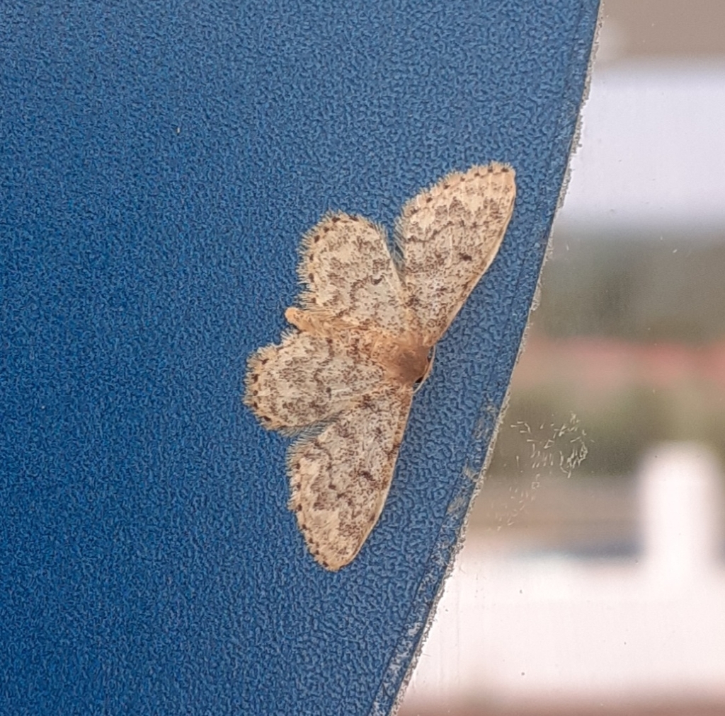 Idaea joannisiata