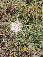 Exoacantha heterophylla