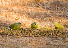 Neophema petrophila