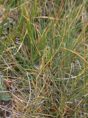 Epipodisma pedemontana