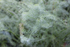Meum athamanticum