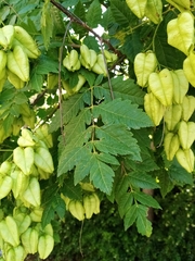 Koelreuteria paniculata