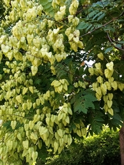 Koelreuteria paniculata