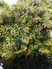 Koelreuteria paniculata