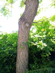 Koelreuteria paniculata