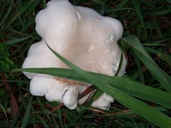 Macrocybe crassa