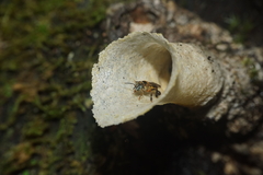 Lepidotrigona terminata