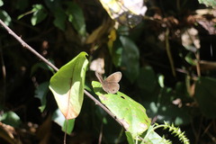 Ypthima multistriata