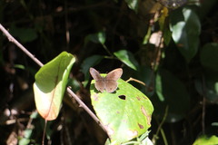 Ypthima multistriata