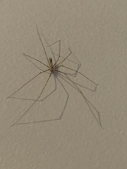 Pholcus phalangioides