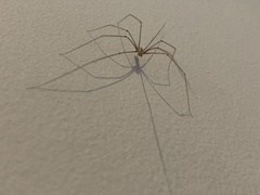 Pholcus phalangioides