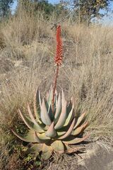 Aloe petricola