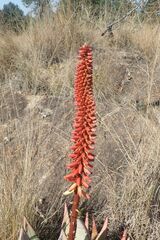 Aloe petricola