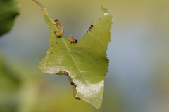 Pristiphora conjugata