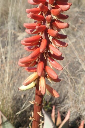Image of Aloe petricola by no rights reserved