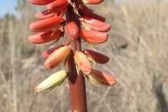 Aloe petricola