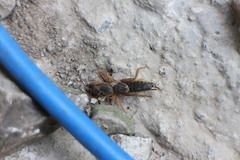 Gryllotalpa formosana