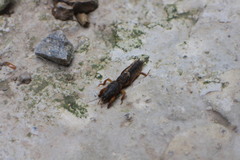 Gryllotalpa formosana