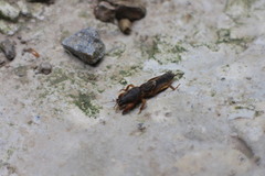 Gryllotalpa formosana