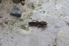 Gryllotalpa formosana