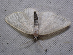 Cabera exanthemata