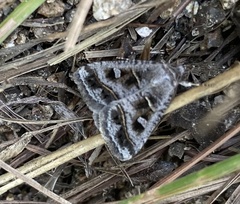 Acantholipes juba