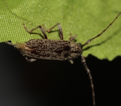 Elaphidion mucronatum