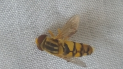 Parhelophilus integer