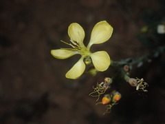 Linum kingii