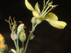 Linum kingii