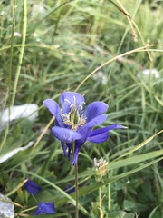 Aquilegia pyrenaica