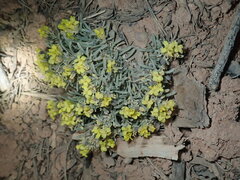 Physaria intermedia