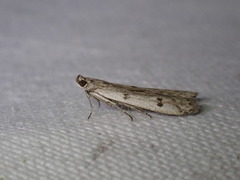Phycitodes binaevella