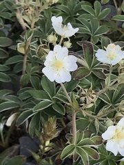 Potentilla alchimilloides