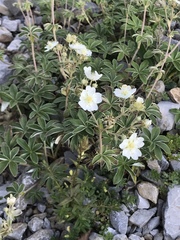 Potentilla alchimilloides