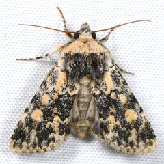 Sympistis singularis