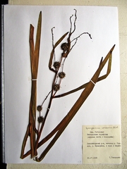 Sparganium eurycarpum coreanum