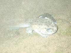 Leptobrachium hasseltii