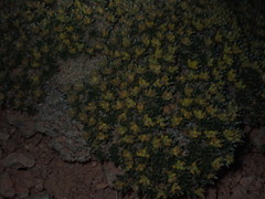 Eriogonum aretioides