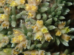 Eriogonum aretioides