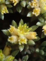 Eriogonum aretioides
