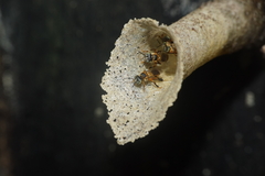 Lepidotrigona terminata